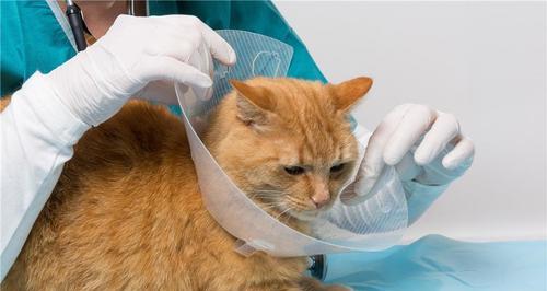 如何缓解绝育后猫咪鼻头干燥问题(宠物爱好者必看)