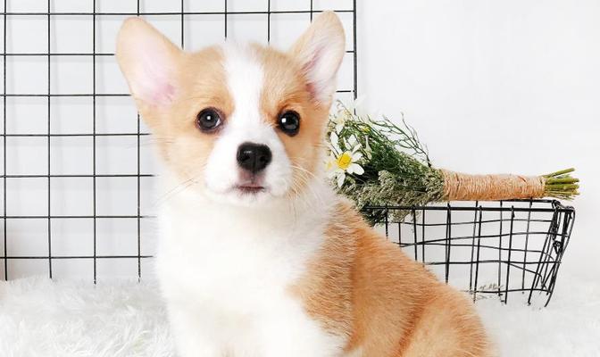 全面了解柯基犬品种的特点(一窥宠物界明星柯基犬的美丽世界)
