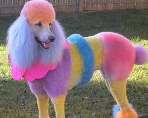关于狗狗染色，你需要知道的一切（探讨狗狗染色的利与弊）