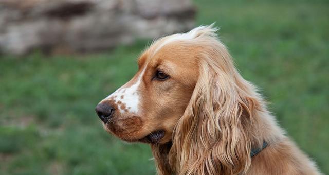 如何喂养可卡犬以促进耳朵生长（宠物养护技巧分享）