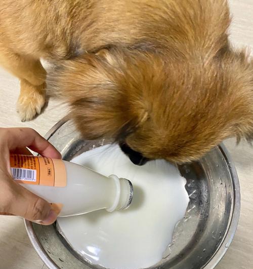 喵星人的饮食健康（探究猫咪喝酸奶的利弊与注意事项）