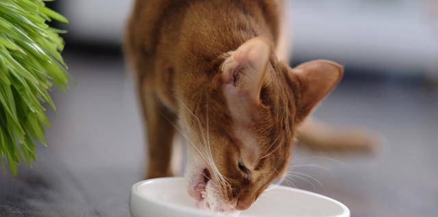 小猫饮食指南——喂养宠物的正确方式（从零开始）