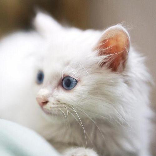 探秘蓝眼白猫品种（以蓝眼白猫为主题）