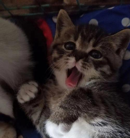 如何解决宠物猫大便臭的问题(掌握科学饲养技巧重拾清新室内环境)