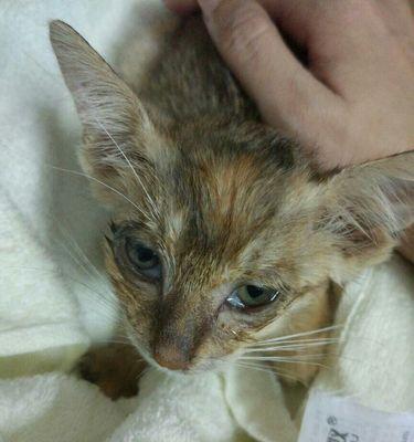 宠物猫宝宝长眼屎该怎么办（猫咪眼屎的成因和治疗方法、如何预防猫咪长眼屎）