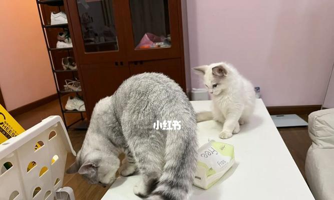 「宠物猫肠胃炎怎么吃（「治愈猫肠胃炎的食品清单」）