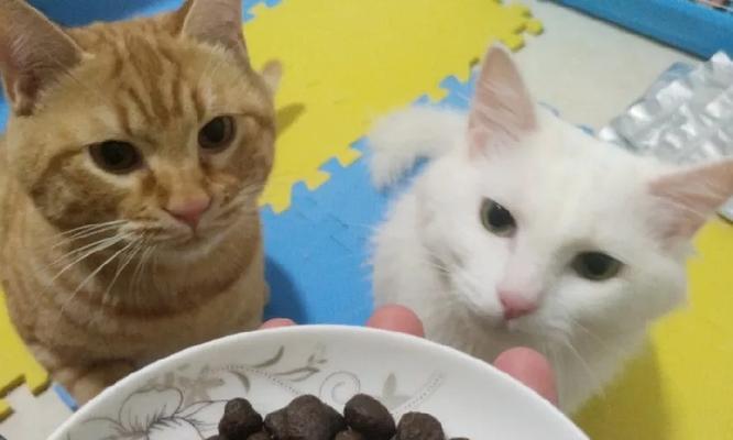 猫吃猫粮的坏处（宠物猫吃猫粮的危害与预防措施）