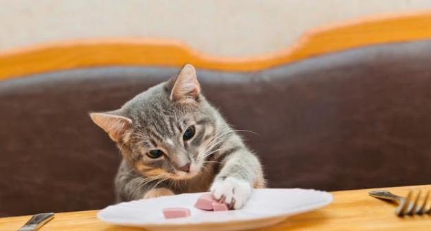 猫咪饮食指南（如何选择适合你的猫咪的食物）