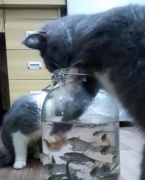 如何让宠物猫吃鱼更健康美味（猫咪与鱼肉的那些事儿）