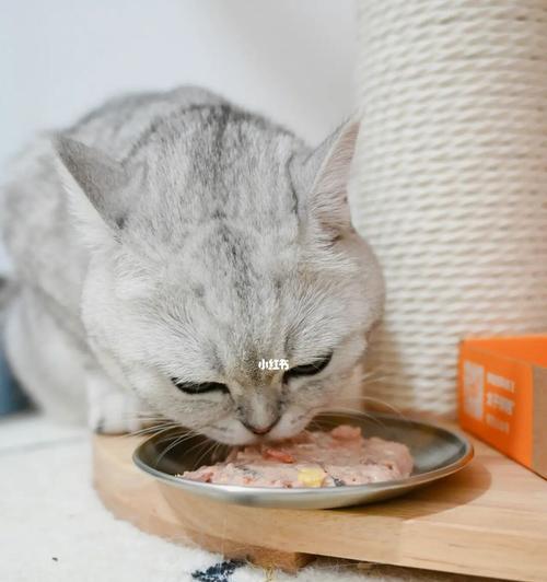 除了猫粮，你的宠物猫还可以吃什么（探究猫咪的饮食习惯和可食用的人类食品）