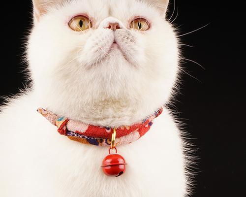 为什么要给宠物猫戴铃铛（探究猫带铃铛的文化背景和实用价值）