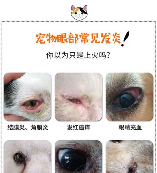 宠物猫角膜炎的治疗与预防(以猫得了角膜炎怎么办)