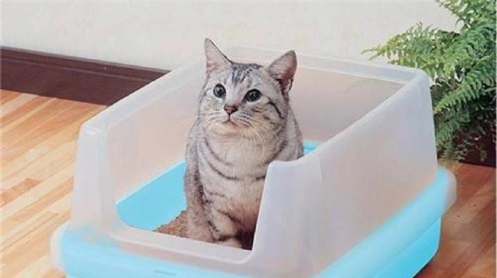 防治猫咪尿结石，关爱宠物健康（掌握正确的灌水方法）