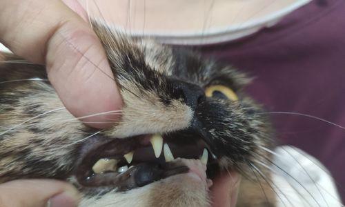 宠物猫尖牙掉了怎么办（关注宠物健康）