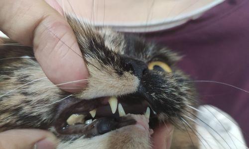 宠物猫尖牙掉了怎么办(关注宠物健康)