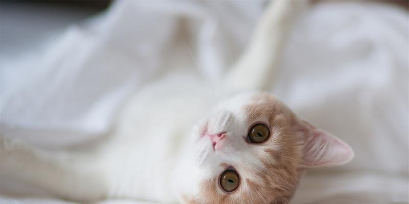 猫怀孕多少天肚子鼓(揭秘猫咪肚子鼓的真相)