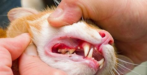 猫口腔溃疡喷点，救救宠物的口腔健康（以喷剂治疗口腔溃疡）
