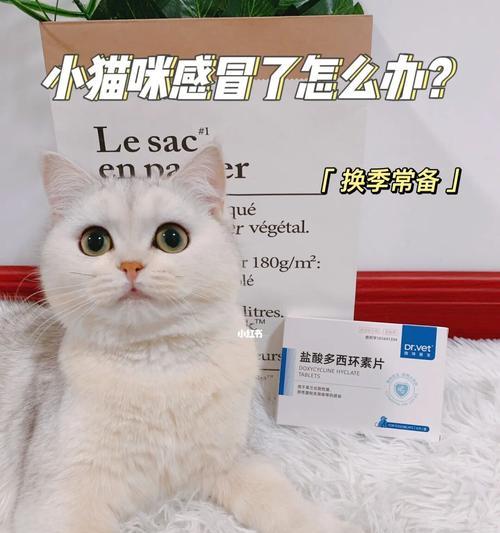 宠物猫拉稀该吃什么药（详解宠物猫拉稀的治疗方法和药物选择）