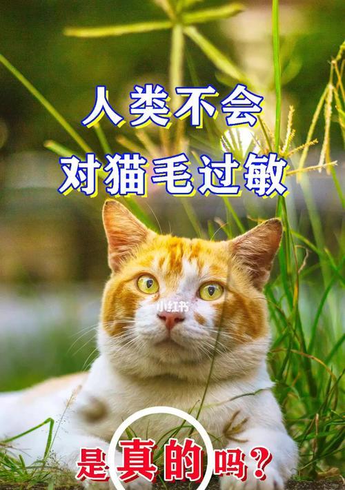 猫毛过敏的应对方法（宠物爱好者必读）