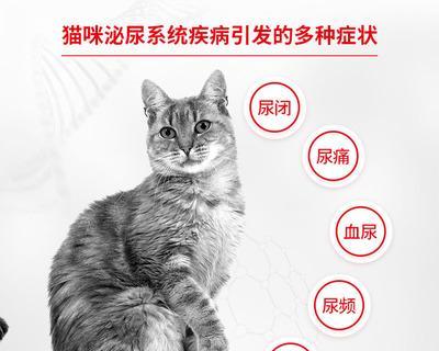 猫尿路感染治疗费用全解析（以宠物为主）