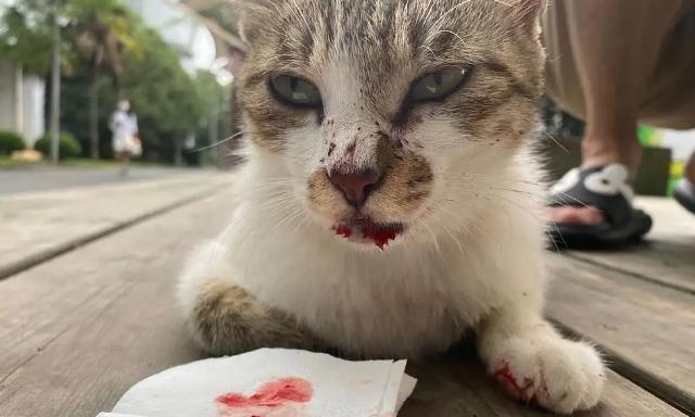 怎样处理宠物猫呕吐物有血(宠物猫的健康问题必须引起注意)