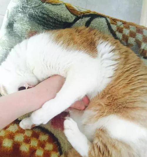 揭秘猫屁股为什么会流血(探究原因及解决方法)