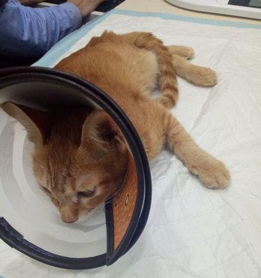 宠物猫前腿骨折后的护理方法（如何让你的爱猫恢复健康）