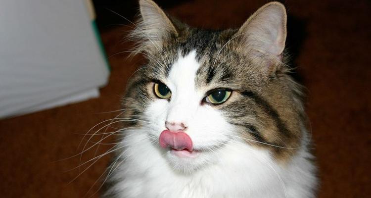 揭秘猫伸舌头的神秘世界(它不只是喝水舔毛)