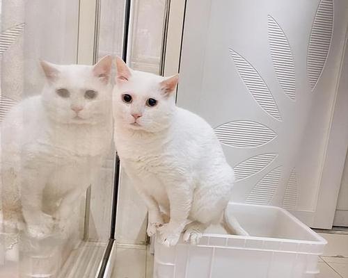 猫咪生产的种种讲究(从数量到时间)