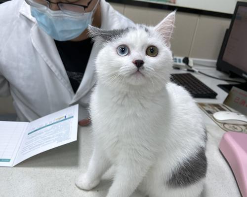 宠物猫打疫苗时间表（猫咪健康保护指南）