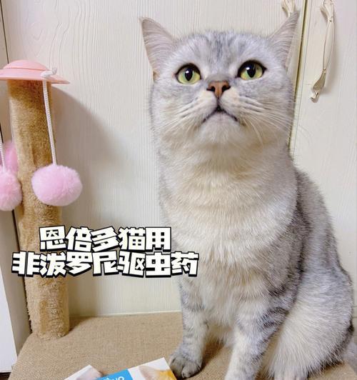 宠物猫体内驱虫注意事项（了解宠物猫驱虫的正确方法）