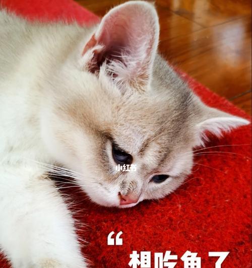 为什么以猫为主的宠物不能以米饭为主食（探讨猫咪的饮食需求和饮食禁忌）