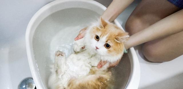 为什么宠物猫不喜欢游泳（探究猫咪天生不喜欢水的原因及相关影响）
