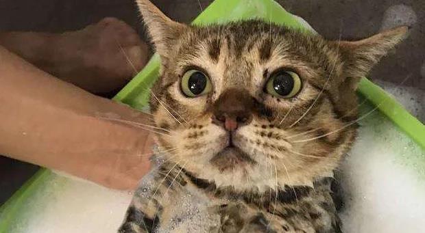 宠物猫为什么不爱洗澡(探讨猫咪不喜欢洗澡的原因和如何让猫咪爱上洗澡)