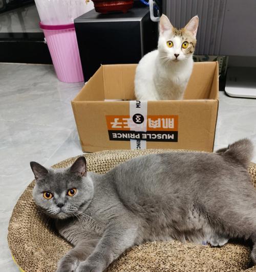 猫咪为何钟爱睡纸皮(探秘猫咪为何爱睡纸皮的原因)