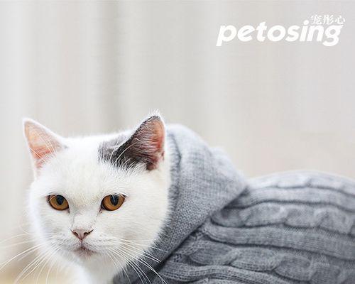 为什么成年猫会咬小猫后背(探究猫咬小猫后背的行为原因及解决方法)