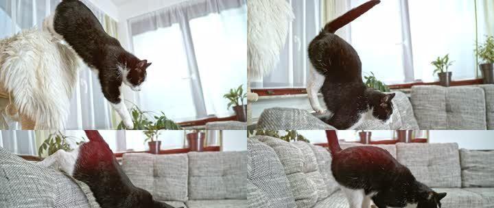 如何解决猫咪在沙发上尿的问题（宠物爱好者必看）