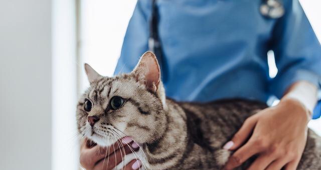 猫咪必须打疫苗（保护宠物健康）