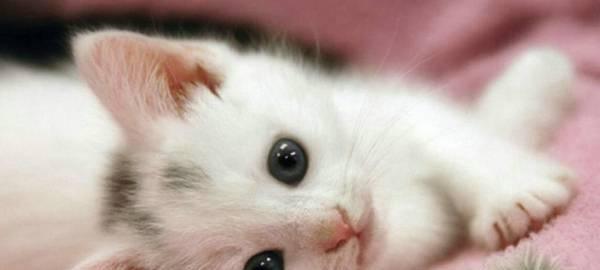 如何帮助猫咪缓解便秘鼻子白变瘦的问题（掌握这几个小技巧）