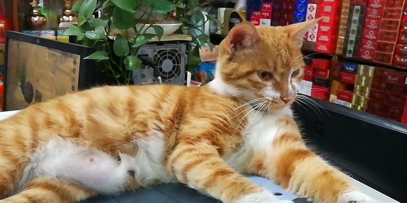 宠物猫咪常吃火腿肠对健康好吗(探究宠物猫咪吃火腿肠的好处与坏处)