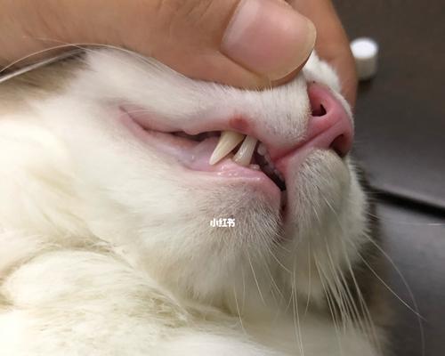 探讨猫咪口腔溃疡的症状、原因和治疗方法（探讨猫咪口腔溃疡的症状）