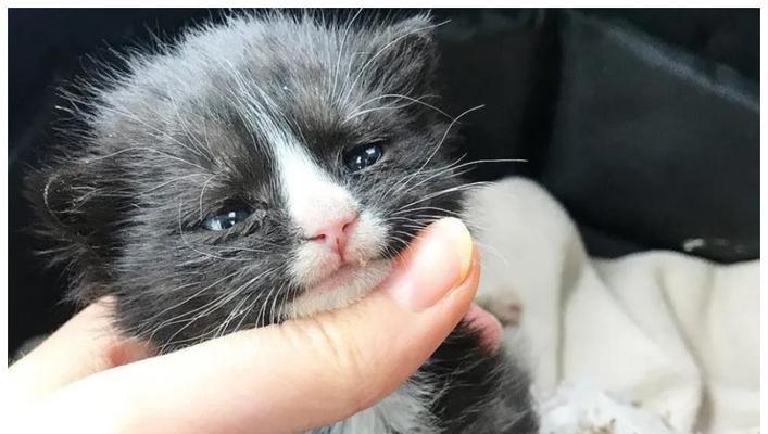 如何用饮食帮助宠物猫咪消炎(15种饮食方案)