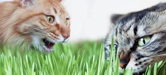 猫咪吃草的原因和注意事项（揭开猫咪吃草的奥秘）