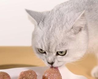 猫咪的健康餐（以宠物为主的健康饮食）