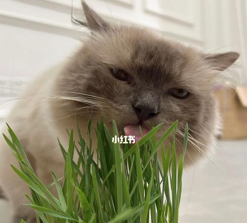 为什么猫咪吃了猫草就吐了（探究猫草对猫咪的影响与作用）