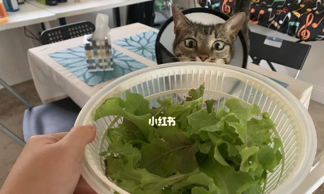 猫咪能吃生菜吗（了解宠物猫的饮食习惯与生菜的营养价值）