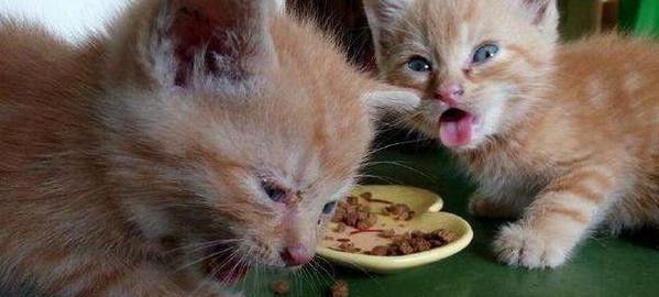 猫咪吃生肉（以宠物为主的饮食探究与营养分析）