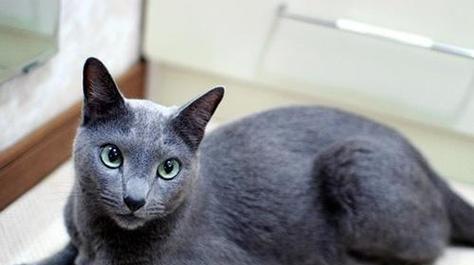 猫咪如何增胖(掌握科学的喂食方式)