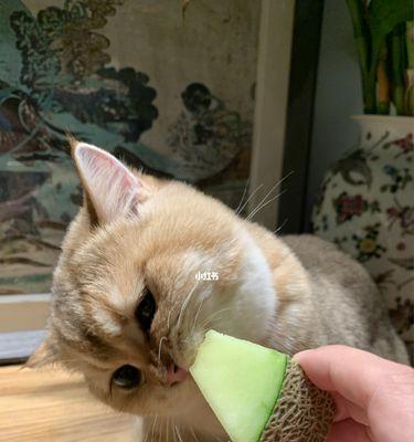 猫咪饮食过量怎么处理（如何防止猫咪饮食过度引起的健康问题）