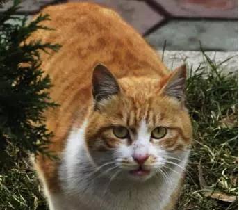猫咪拉稀怎么办(宠物主人必看)